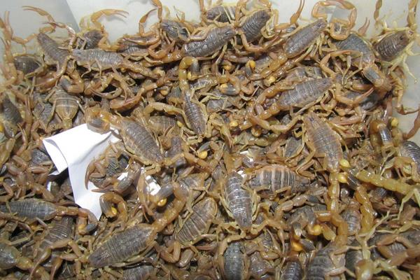 4个农村冷门养殖项目,一般人都想不到