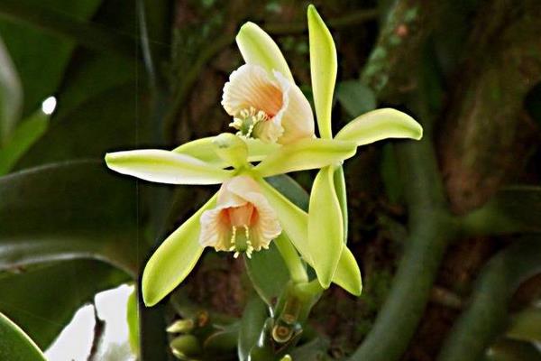 4个目前农村热门种植项目,好种而且效益高