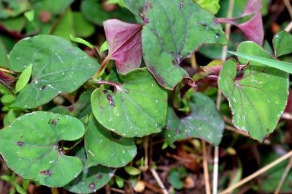 4个目前农村热门种植项目,好种而且效益高