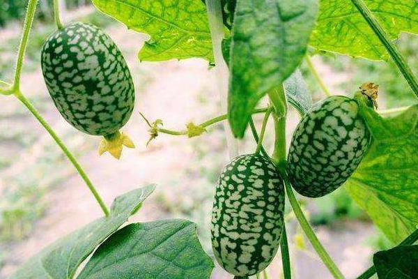 4个目前农村热门种植项目,好种而且效益高