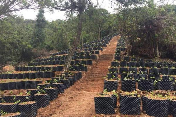 三叶青种植技术与条件,年限与采挖时间直接影响药效