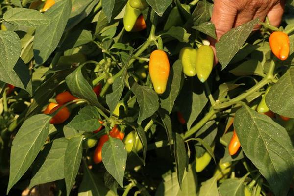 现在卖什么蔬菜好卖?这5种拉到市场分分钟卖光