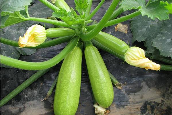 现在卖什么蔬菜好卖?这5种拉到市场分分钟卖光