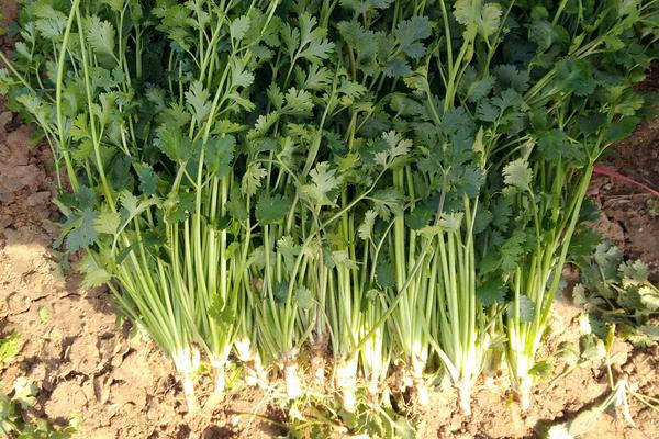 种植香菜赚钱吗？1亩地香菜利润告诉你有没有前景