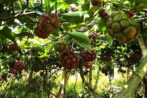 黑老虎种植是否为骗局?不可轻信炒作苗种的商家