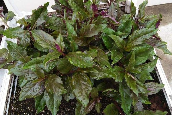 补血菜种植技术,每年春秋扦插栽种,50天就可采收