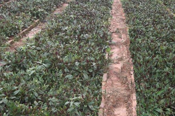 补血菜种植技术,每年春秋扦插栽种,50天就可采收