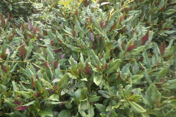 补血菜种植技术,每年春秋扦插栽种,50天就可采收