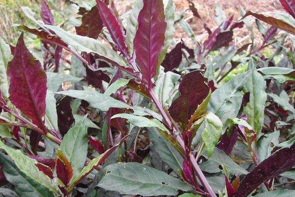 补血菜种植技术,每年春秋扦插栽种,50天就可采收