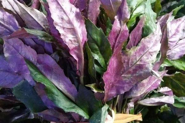 补血菜种植技术,每年春秋扦插栽种,50天就可采收