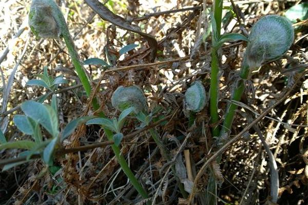 薇菜的种植与管理技术,当年一般不采收,来年才进行收割