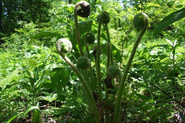 薇菜的种植与管理技术,当年一般不采收,来年才进行收割