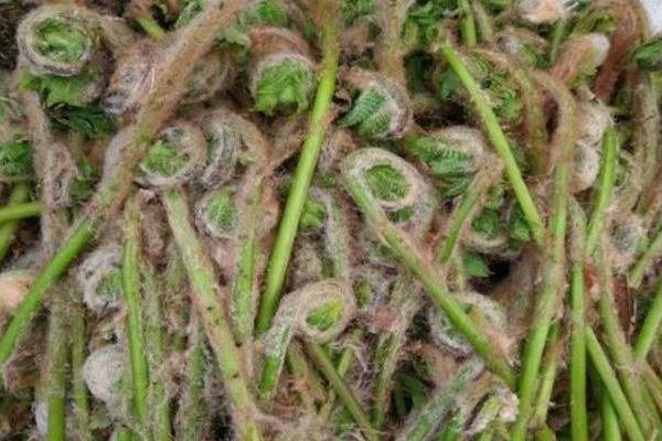 薇菜的种植与管理技术,当年一般不采收,来年才进行收割