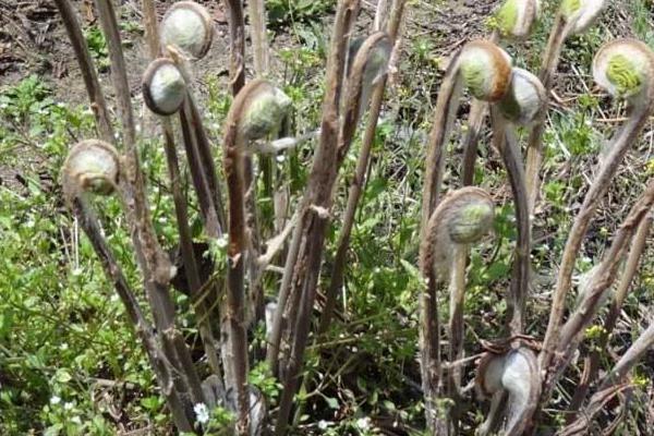 薇菜的种植与管理技术,当年一般不采收,来年才进行收割