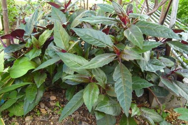 紫背菜种植时间和方法,每年春季种植,可采用分根或扦插种植