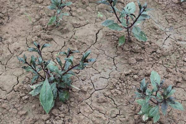 紫背菜种植时间和方法,每年春季种植,可采用分根或扦插种植