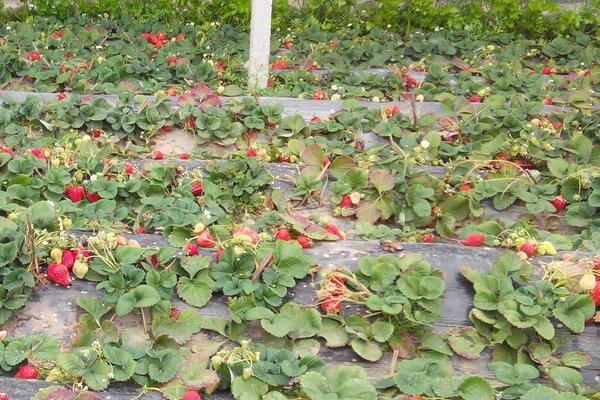 草莓栽培新技术,定植要控制好密度,平时及时排灌浇水