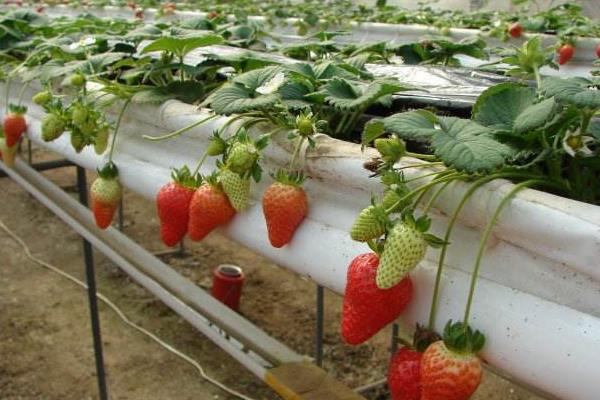 草莓栽培新技术,定植要控制好密度,平时及时排灌浇水