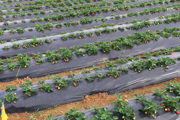 草莓栽培新技术,定植要控制好密度,平时及时排灌浇水