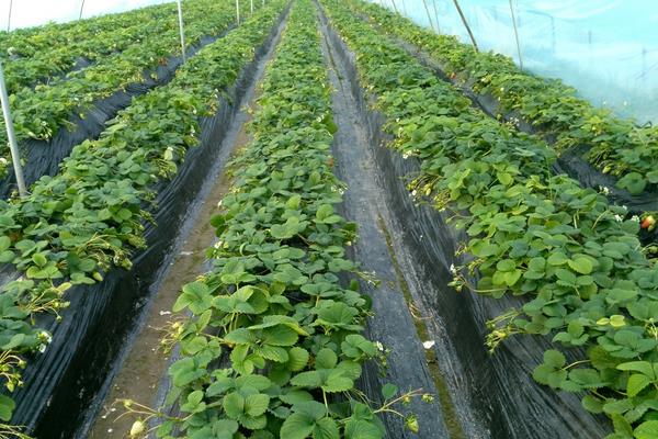 草莓栽培新技术,定植要控制好密度,平时及时排灌浇水