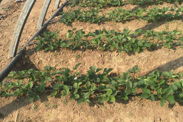 草莓栽培新技术,定植要控制好密度,平时及时排灌浇水