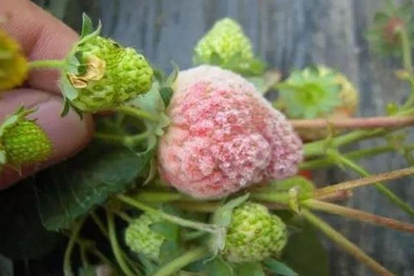 草莓烂果是什么原因?什么病引起的?附防治方法