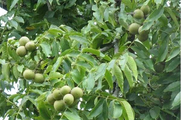 核桃施肥的时间及技术要点,不同生长期所需肥量和肥种也不同