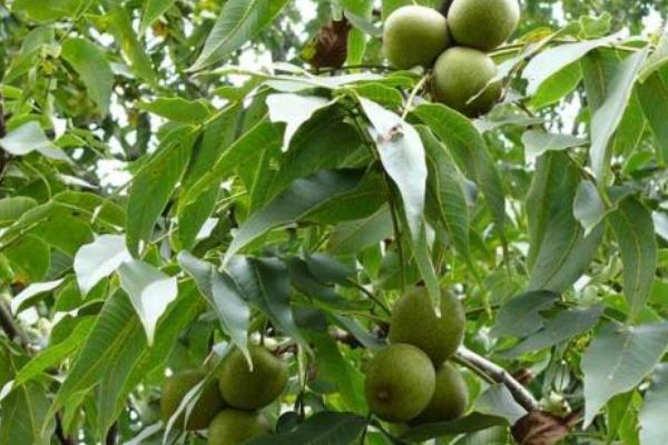 核桃施肥的时间及技术要点,不同生长期所需肥量和肥种也不同