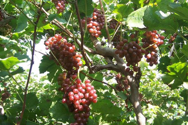 葡萄果粒小是什么原因?除了缺肥还有其它因素