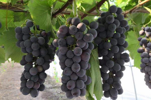 葡萄果粒小是什么原因?除了缺肥还有其它因素