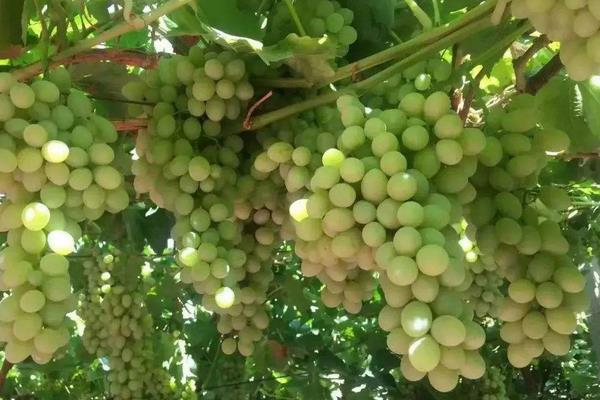 葡萄果粒小是什么原因?除了缺肥还有其它因素