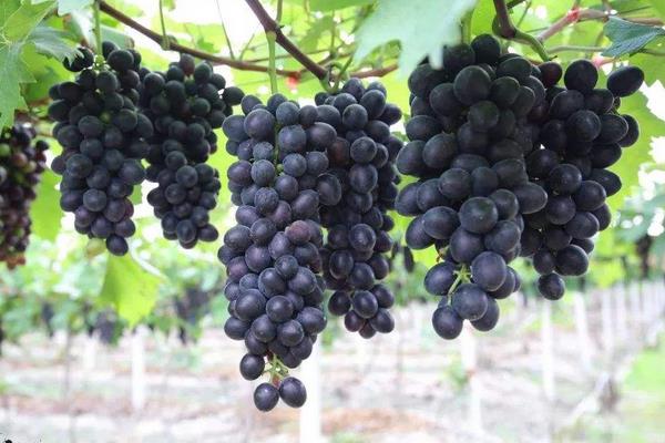 葡萄果粒小是什么原因?除了缺肥还有其它因素