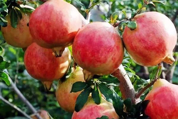 软籽石榴种植要求及技术,大面积种植常采用扦插方式育苗