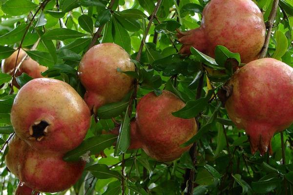 软籽石榴种植要求及技术,大面积种植常采用扦插方式育苗