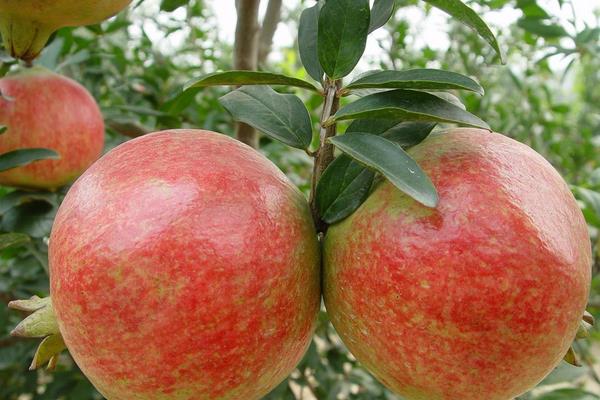 软籽石榴种植要求及技术,大面积种植常采用扦插方式育苗