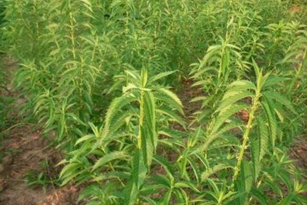 地参种植条件和方法，南方全年可种，北方4月种