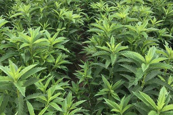 地参种植条件和方法,南方全年可种,北方4月种