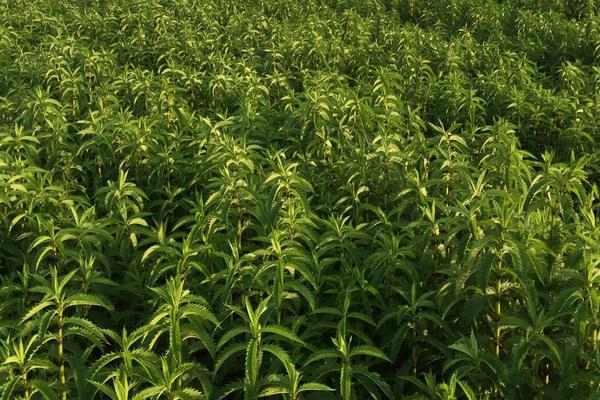 地参种植条件和方法,南方全年可种,北方4月种