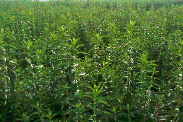 地参种植条件和方法,南方全年可种,北方4月种