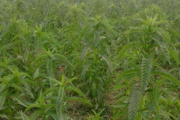 地参种植条件和方法,南方全年可种,北方4月种