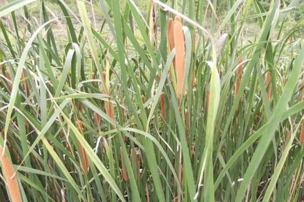 蒲黄种植技术,3至6月种植,土壤需保持湿润