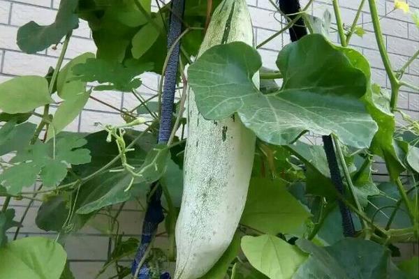变色瓜种植方法,常采用人字搭架法