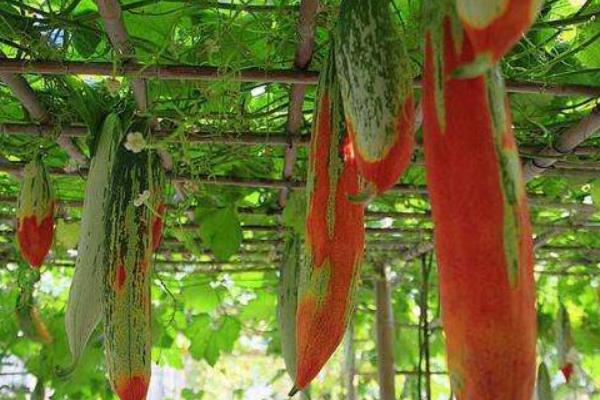变色瓜种植方法,常采用人字搭架法