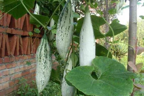 变色瓜种植方法,常采用人字搭架法