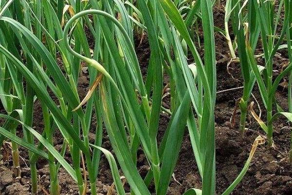 大蒜种植时间和方法,南方秋播北方春播