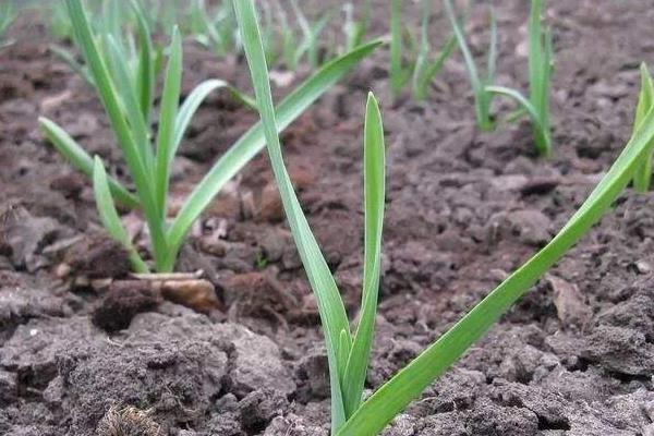 大蒜种植时间和方法,南方秋播北方春播