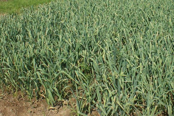 大蒜种植时间和方法,南方秋播北方春播