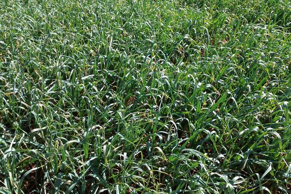 大蒜种植时间和方法,南方秋播北方春播