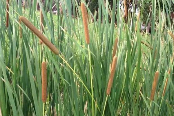 蒲黄种植技术,3至6月种植,土壤需保持湿润