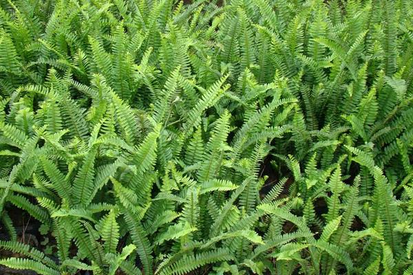 肾蕨种植方法，对温度要求较高